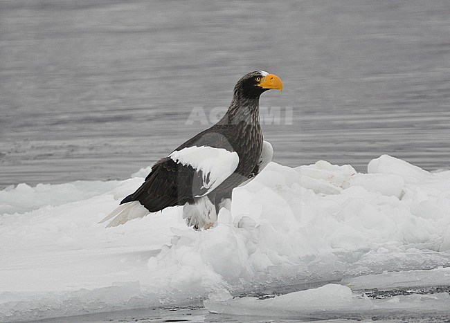 The Steller's Sea Eagle (Haliaeetus pelagicus) is one of the most impressive birds on our planet. It breeds in eastern Russia and winters in Russia, Korea and Japan. This photo is taken at Hokkaido, Japan, where large flocks of birds feed off the floating ice. stock-image by Agami/Eduard Sangster,