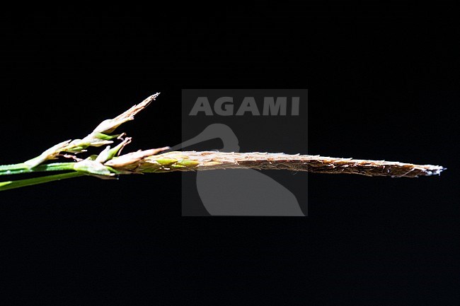Wood-sedge stock-image by Agami/Wil Leurs,