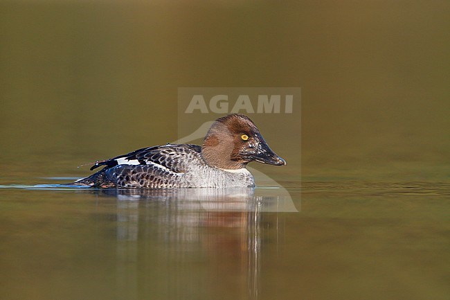 Common Goldeneye (Bucephala clangula) swimming in a lagoon in Victoria, BC, Canada. stock-image by Agami/Glenn Bartley,
