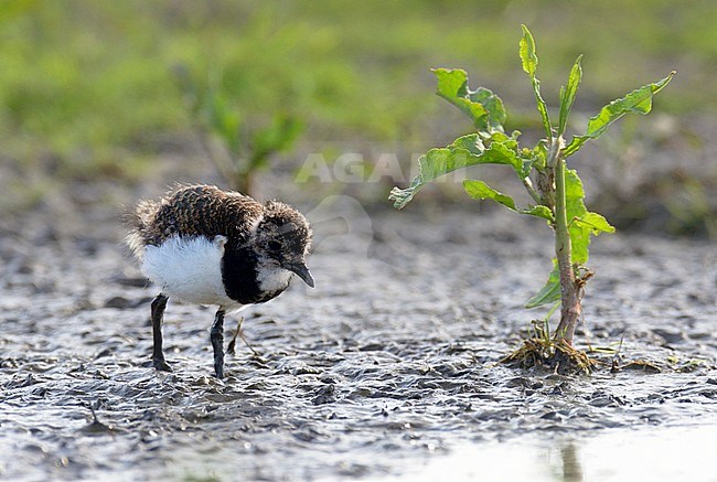 Pul van Kievit op een ondergelopen weiland; Northern Lapwing chick on a meadow stock-image by Agami/Rob Riemer,