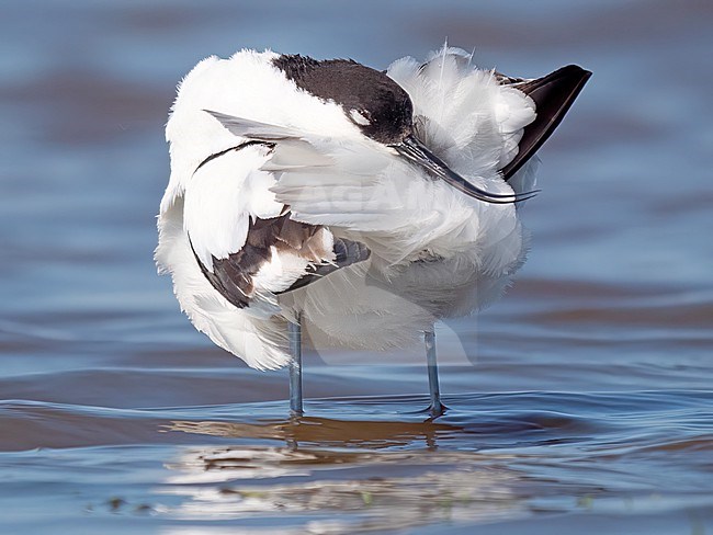 Kluut, Pied Avocet, Recurvirostra avosetta, cleaning feathers stock-image by Agami/Hans Germeraad,