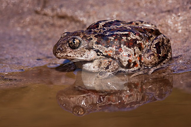 Knoflookpad, Common Spadefoot stock-image by Agami/Theo Douma,