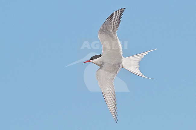 Arctic Tern (Strena paradisaea) flying in Churchill, Manitoba, Canada. stock-image by Agami/Glenn Bartley,
