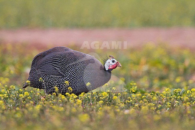 Adult Helmeted Guineafowl (Numida meleagris) in spring grass in Morocco. Bird escaped from captivity. stock-image by Agami/Ralph Martin,