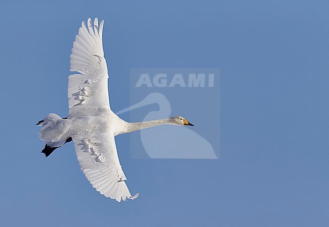 Whooper Swan (Cygnus cygnus) wintering on Hokkaido in northern Japan. stock-image by Agami/Markus Varesvuo,