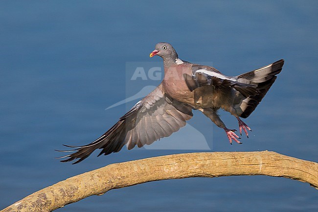 Houtduif in vlucht; Common Wood Pigeon in flight stock-image by Agami/Daniele Occhiato,
