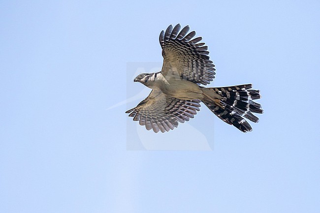 Collared Forest Falcon, Micrastur semitorquatus, in Costa Rica. stock-image by Agami/Pete Morris,