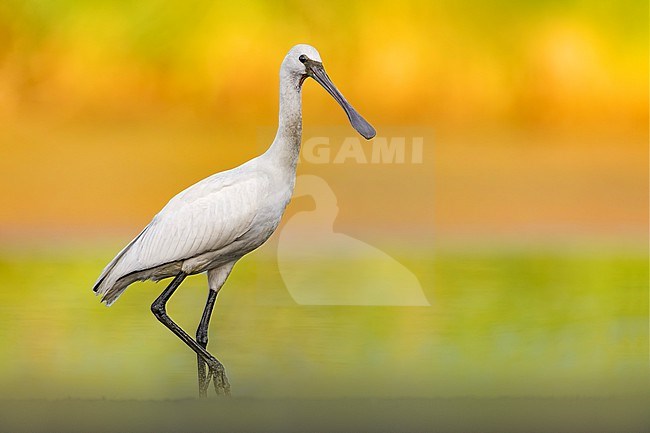 Immature Eurasian Spoonbill, Platalea leucorodia, in Italy. stock-image by Agami/Daniele Occhiato,