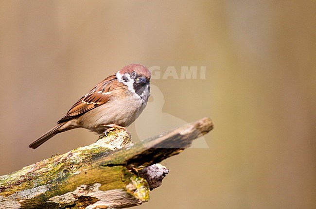 Ringmus, Eurasian Tree Sparrow stock-image by Agami/Roy de Haas,