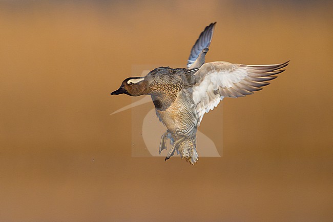 Male Garganey, Spatula querquedula, in Italy. stock-image by Agami/Daniele Occhiato,