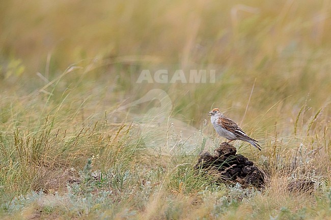 Witvleugelleeuwerik, White-winged Lark, Alauda leucoptera stock-image by Agami/Daniele Occhiato,