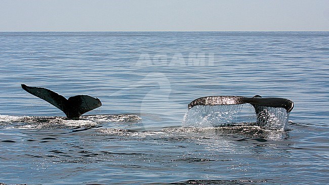 Bultrug zwemmend voor de kust nabij Boston; Humpback Whale (Megaptera novaeangliae) swimming offshore at the East coast of the United States. stock-image by Agami/Bas Haasnoot,
