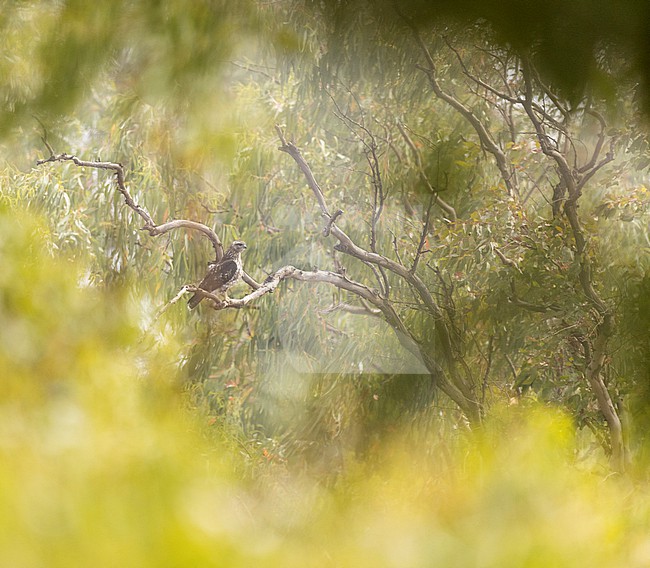 Cape Verde Buzzard (Buteo bannermani) on Cape Verde islands. stock-image by Agami/Yann Muzika,