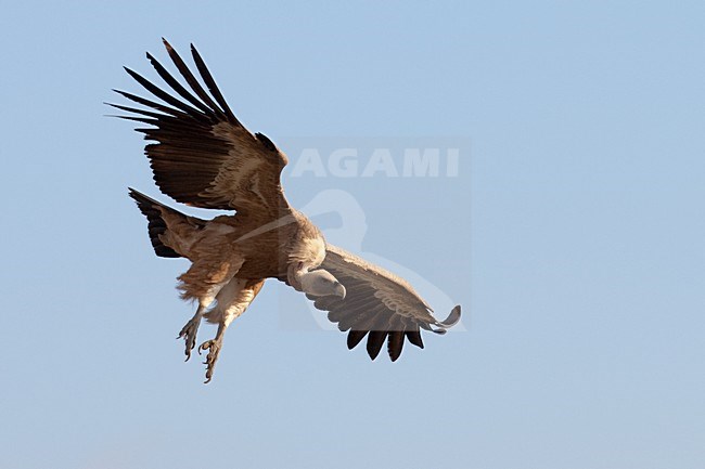 Vale Gier in de vlucht; Griffon Vulture in flight stock-image by Agami/Arnold Meijer,