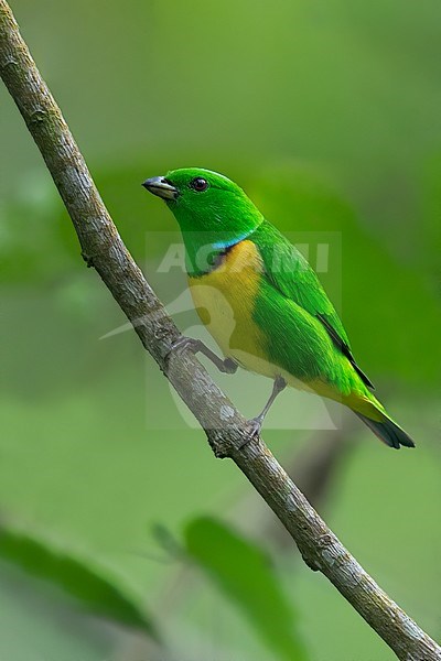 Birds of Guatemala stock-image by Agami/Dubi Shapiro,