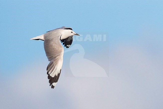 Hartlaub's Gull (Chroicocephalus hartlaubii), side view of an adult in flight, Western Cape, South Africa stock-image by Agami/Saverio Gatto,