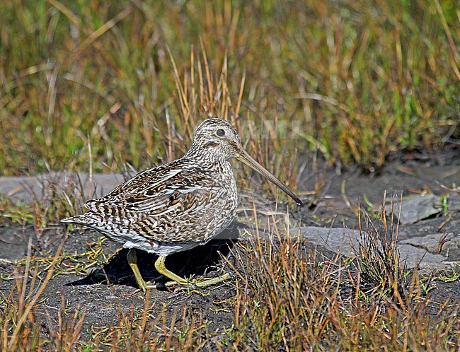 Magellanic Snipe (Gallinago magellanica) standing in a field on the Falkland Islands. stock-image by Agami/Pete Morris,