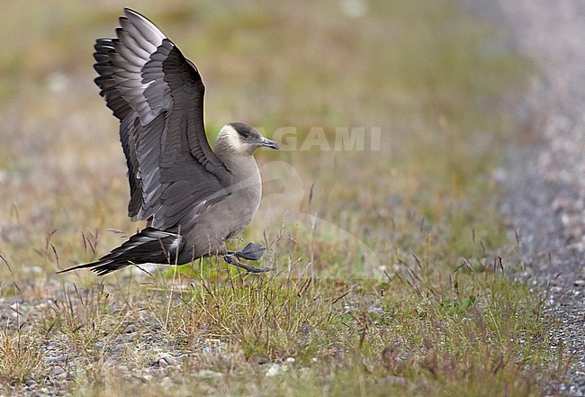 Arctic Skua (Stercorarius parasiticus) Norway July 2005 stock-image by Agami/Markus Varesvuo,