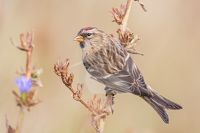  stock-image by Agami/Menno van Duijn,