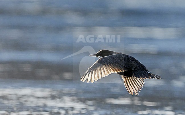 Black-bellied White-throated Dipper, Cinclus cinclus cinclus, wintering in stream in cold frozen taiga forest in northern Finland. stock-image by Agami/Markus Varesvuo,