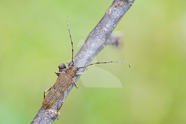 Saperda carcharias - Grosser Pappelbock, Germany (Baden-Württemberg), imago stock-image by Agami/Ralph Martin,