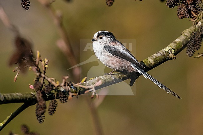 Long-tailed Tit  (Aegithalos caudatus europaeus) perched on a bush in Neder-over-Hembeek, Brussels, Brabant, Belgium. stock-image by Agami/Vincent Legrand,