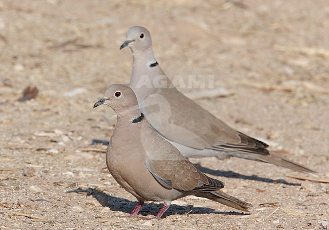 Turkse Tortel op de grond; Eurasian Collared Dove on the ground stock-image by Agami/Markus Varesvuo,