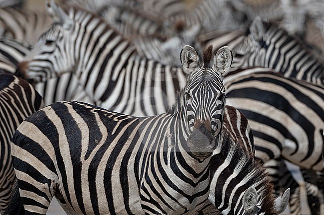 Portrait of a plains zebras, Equus quagga, in a herd in the Hidden Valley. Ndutu, Ngorongoro Conservation Area, Tanzania. stock-image by Agami/Sergio Pitamitz,