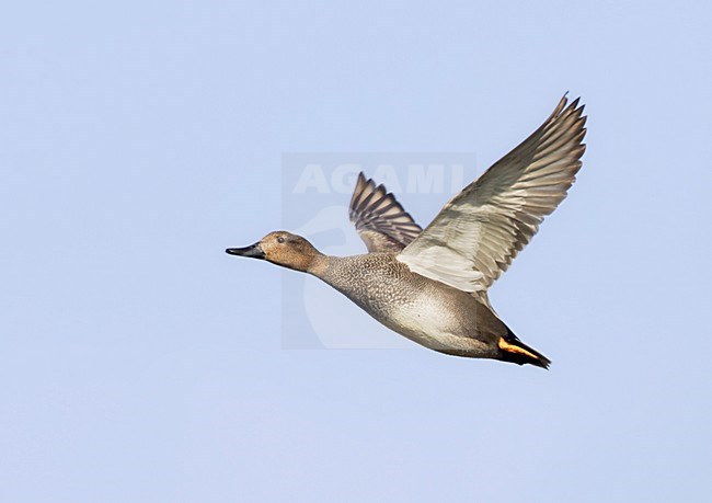 Mannetje Krakeend in vlucht; Male Gadwall (Anas strepera) in flight stock-image by Agami/Mike Danzenbaker,