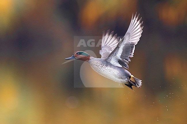 Eurasian Teal (Anas crecca) in Italy. stock-image by Agami/Daniele Occhiato,