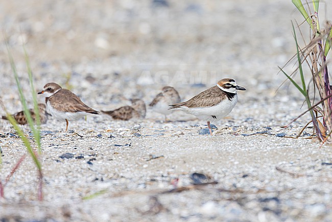 Wilson's plover (Anarhynchus wilsonia)  is a coastal wader which breeds on both coasts of the Americas from the equator northwards. stock-image by Agami/Jacob Garvelink,