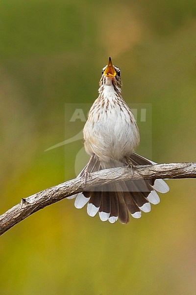 White-browed Scrub Robin (Cercotrichas leucophrys) singing its heart out. stock-image by Agami/Dubi Shapiro,