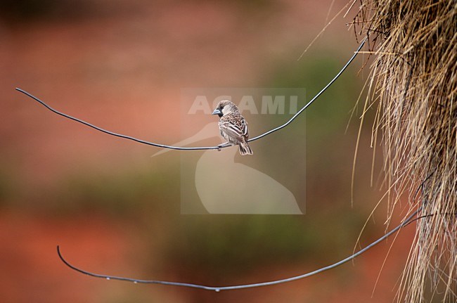 Republikeinwever, Sociable Weaver stock-image by Agami/Marten van Dijl,