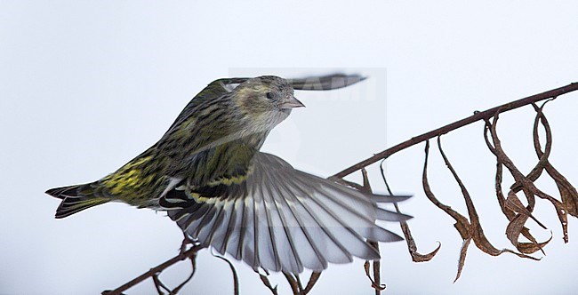 Eurasian Siskin (Carduelis spinus) taking off from a small twig during a cold winter in Finland. stock-image by Agami/Arto Juvonen,