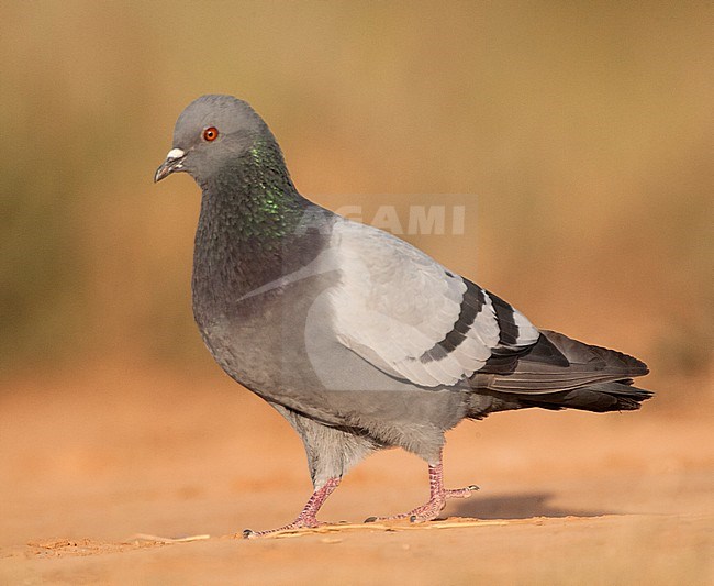 Wild Rock Pigeon (Columba livia) at drinking pool of Belchite, Spain stock-image by Agami/Marc Guyt,