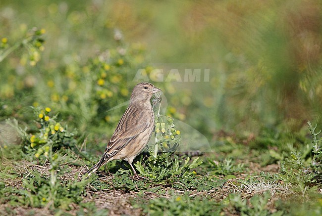 Autumn plumaged adult female Common Linnet (Linaria cannabina) on Helgoland, Germany. Foraging on the ground. stock-image by Agami/Arie Ouwerkerk,