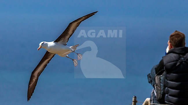 Famous returning adult Black-browed Albatross on Heligoland, Germany. stock-image by Agami/Vincent Legrand,