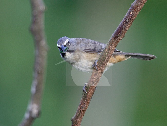 Grijze Saltator; Grayish Saltator stock-image by Agami/Mike Danzenbaker,