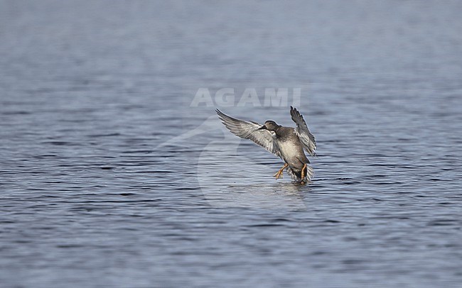 Gadwall (Mareca strepera) adult male landing on lake in Denmark stock-image by Agami/Helge Sorensen,