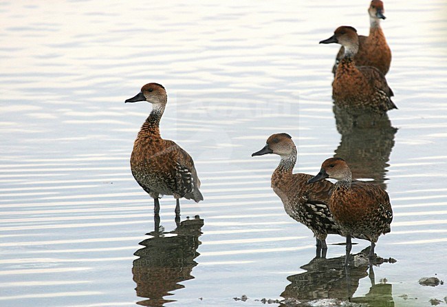 West-Indische Fluiteend, West Indian Whistling-Duck, Dendrocygna arborea stock-image by Agami/Pete Morris,