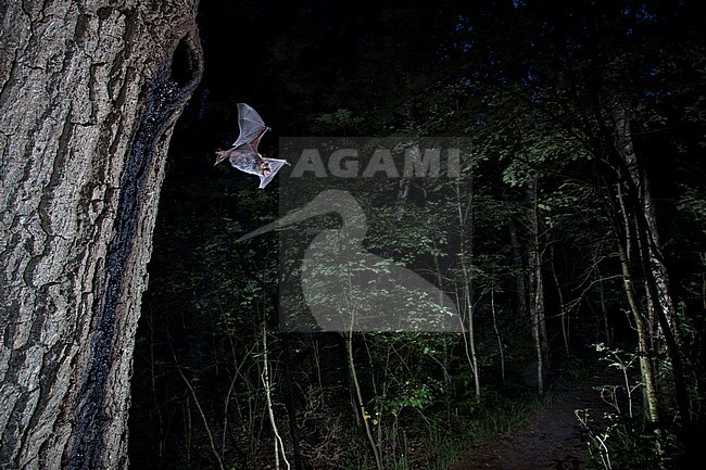 Daubenton's bat leaving roost stock-image by Agami/Theo Douma,