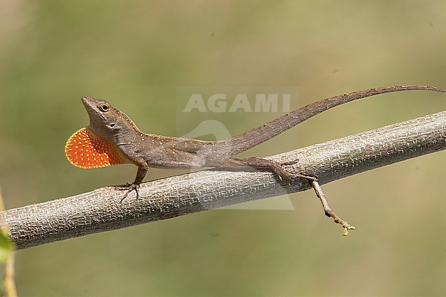 Anolis sagrei, a Brown Anole, displaying its dewlap at Everglades National Park, Florida, United States. stock-image by Agami/Tom Friedel,