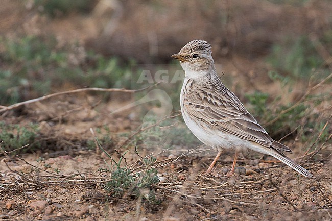 Asian Lesser Short-toed Lark - Stummellerche (Salzlerche) - Alaudala rufescens ssp. cheelensis, Russia (Baikal), adult stock-image by Agami/Ralph Martin,