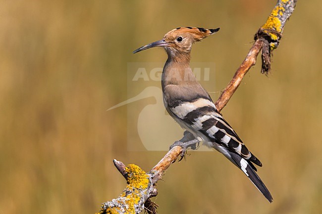 Hop zittend op tak met prooi; Eurasian Hoopoe perched on a branch with prey stock-image by Agami/Daniele Occhiato,