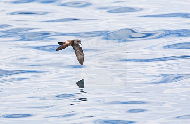 Californisch Stormvogeltje vliegend; Ashy Storm-Petrel flying stock-image by Agami/Marc Guyt,