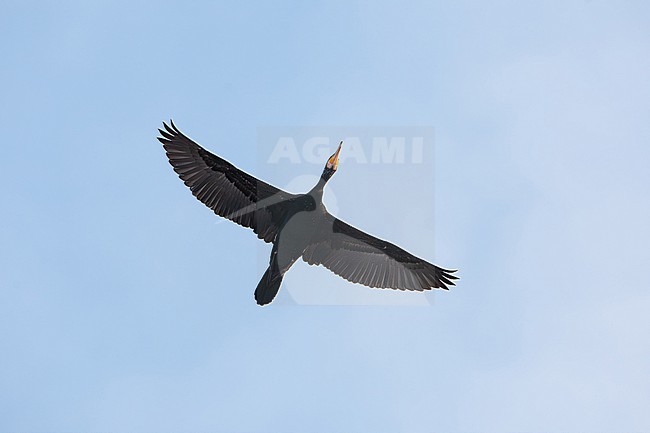 adult great cormorant (phalacrocorax carbo) from below against the blue sky in flight, found in Saxony in Germany stock-image by Agami/Mathias Putze,