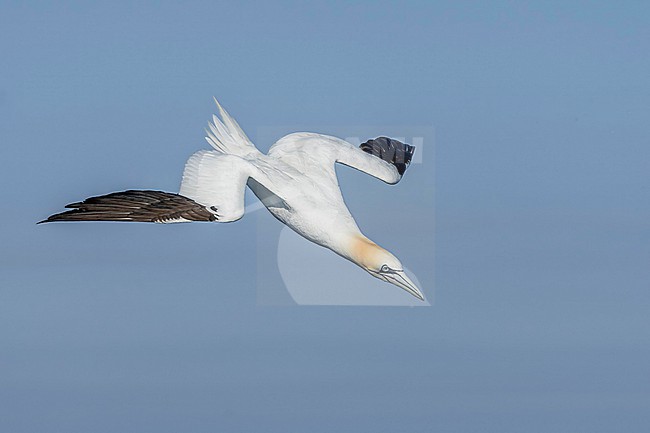 Northern Gannet (Morus bassanus) hunting for fish. stock-image by Agami/Marcel Burkhardt,