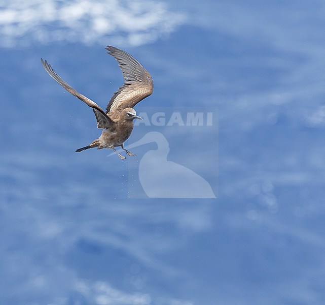 Brown Noddy (Anous stolidus), also known as or common noddy. At sea near the Solomon islands. stock-image by Agami/Marc Guyt,