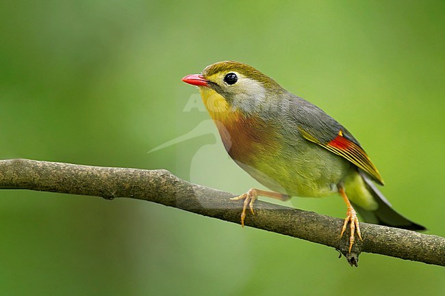 Red-billed Leiothrix (Leiothrix lutea) Perched on a branch in China stock-image by Agami/Dubi Shapiro,