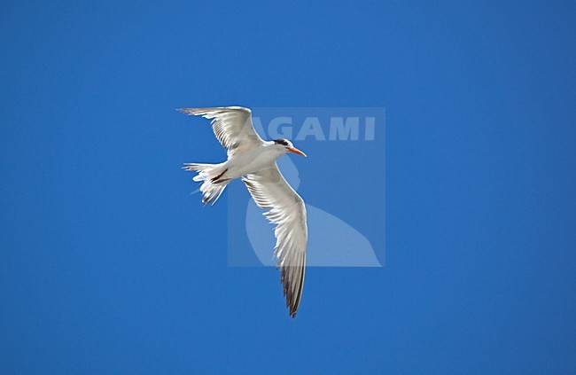 Californische Kuifstern in vlucht, Elegant Tern in flight stock-image by Agami/Roy de Haas,